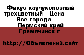 Фикус каучуконосный трехцветный › Цена ­ 500 - Все города  »    . Пермский край,Гремячинск г.